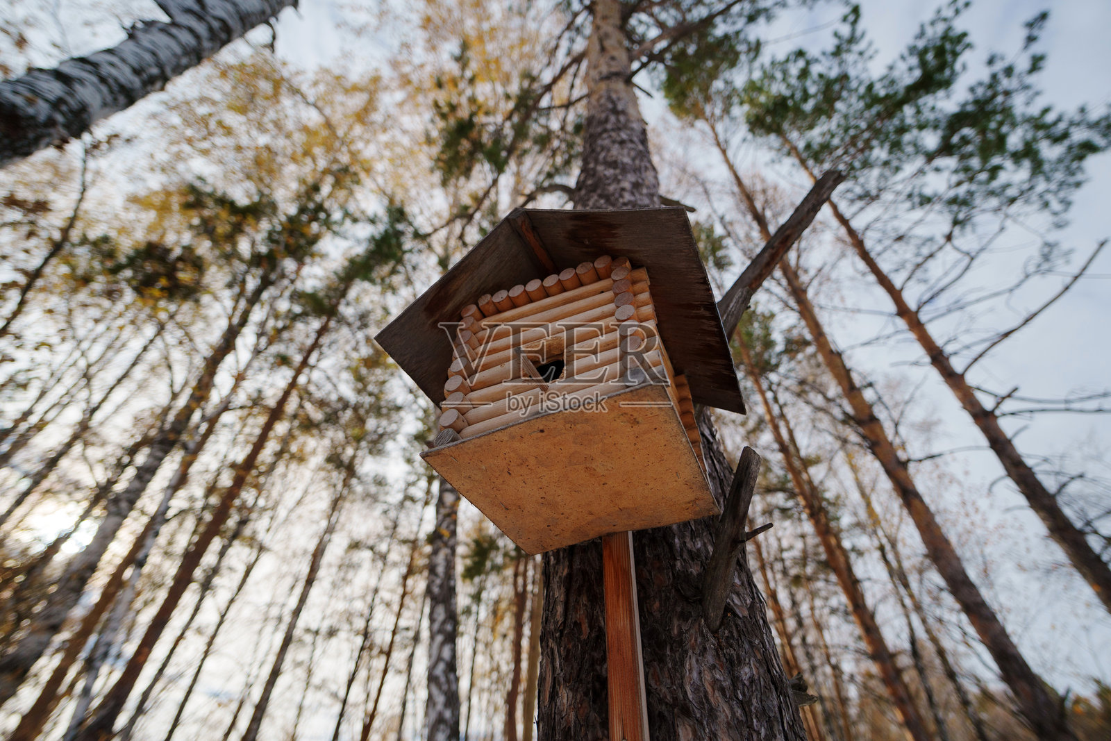 一个迷人的木制鸟屋高高地栖息在树干上，位于宁静的森林中，沐浴在黄昏的金色光辉中。照片摄影图片