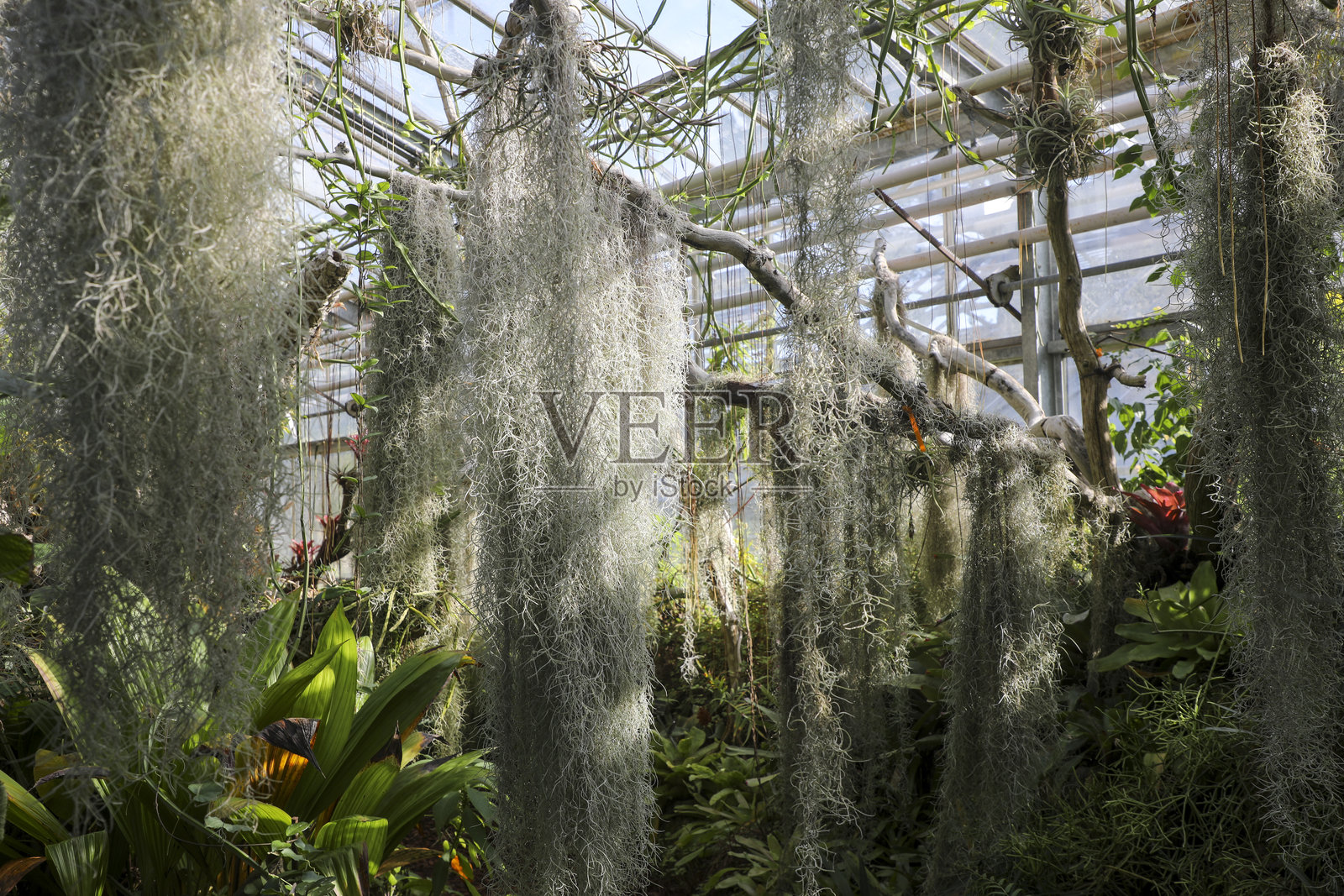 对植物园的植物感到惊叹照片摄影图片