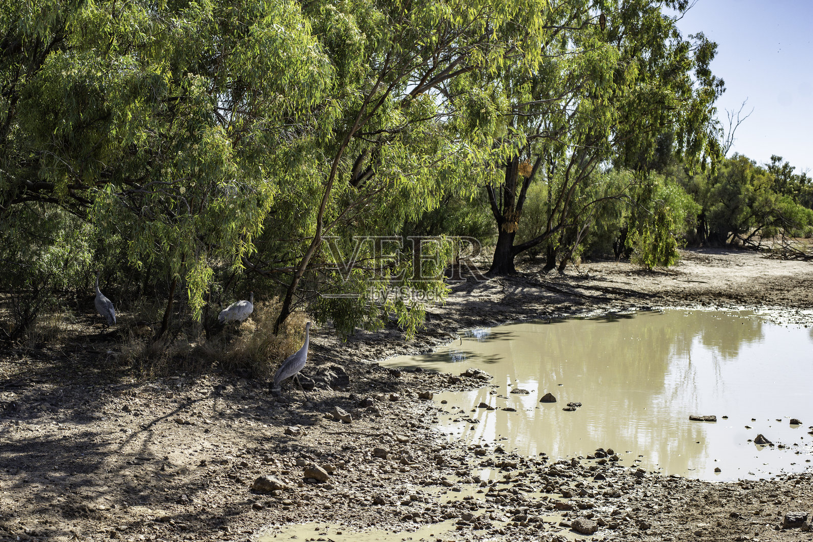 水塘旁的布罗尔加鸟照片摄影图片