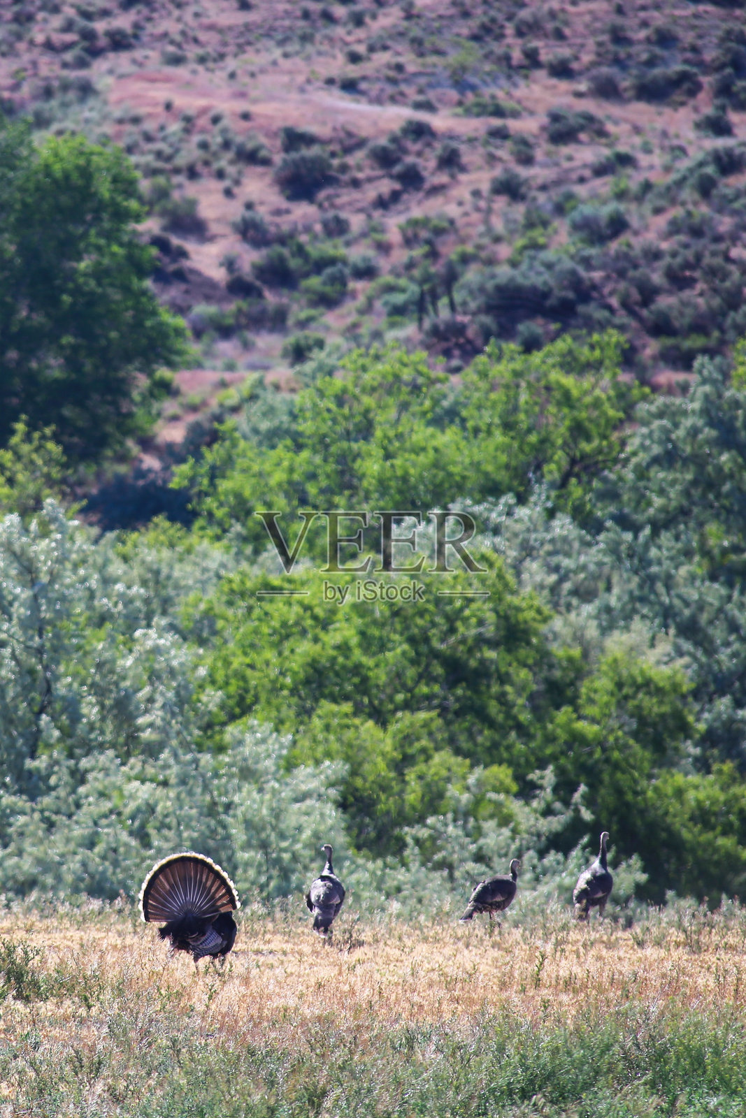 东俄勒冈州的野火鸡照片摄影图片