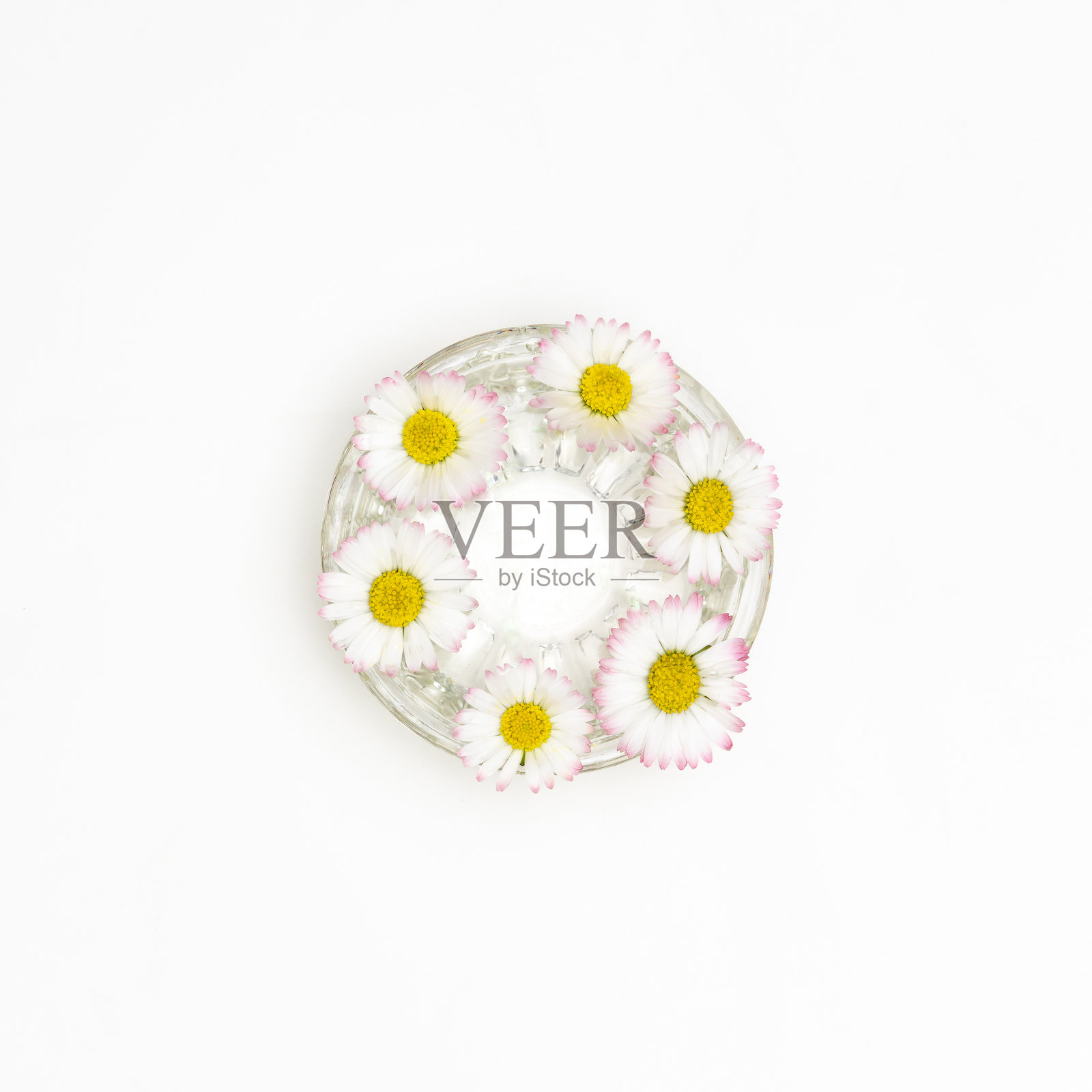 白色背景上的雏菊花卉排列照片摄影图片