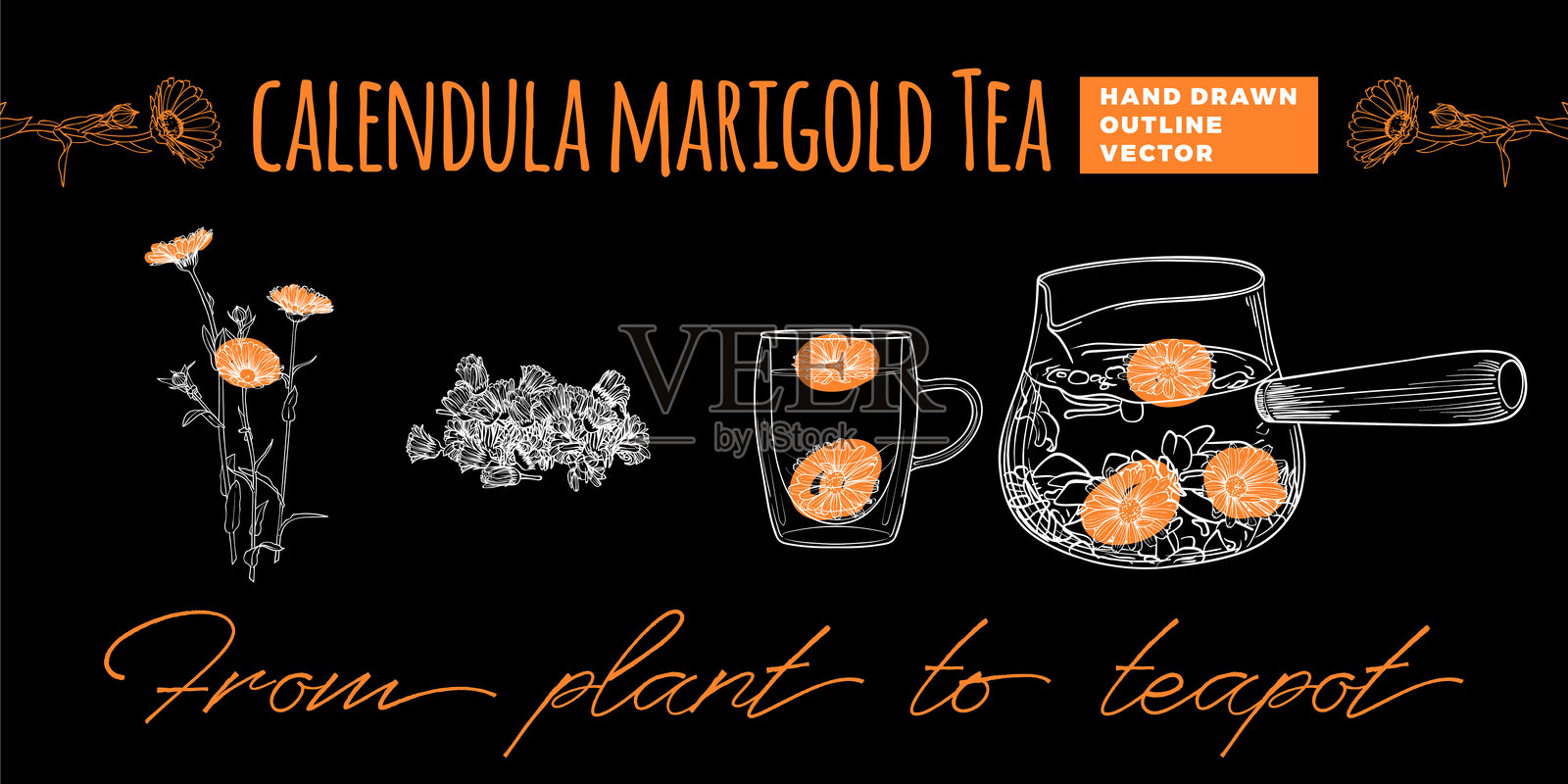 从植物到花盆的金盏菊线条艺术横幅插画图片素材