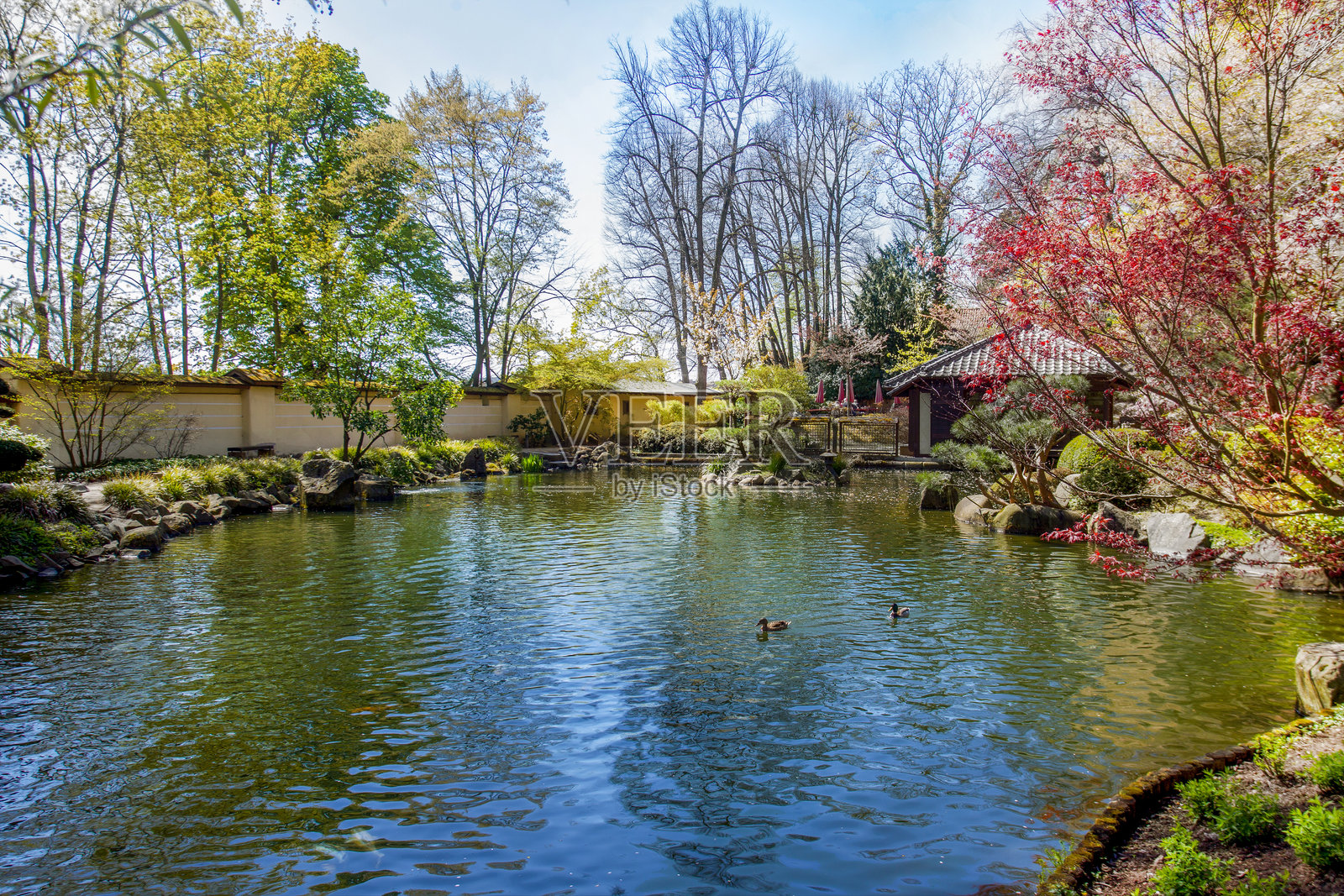 日本庭园中，阳光明媚的池塘、樱花和远处的茶屋美景照片摄影图片
