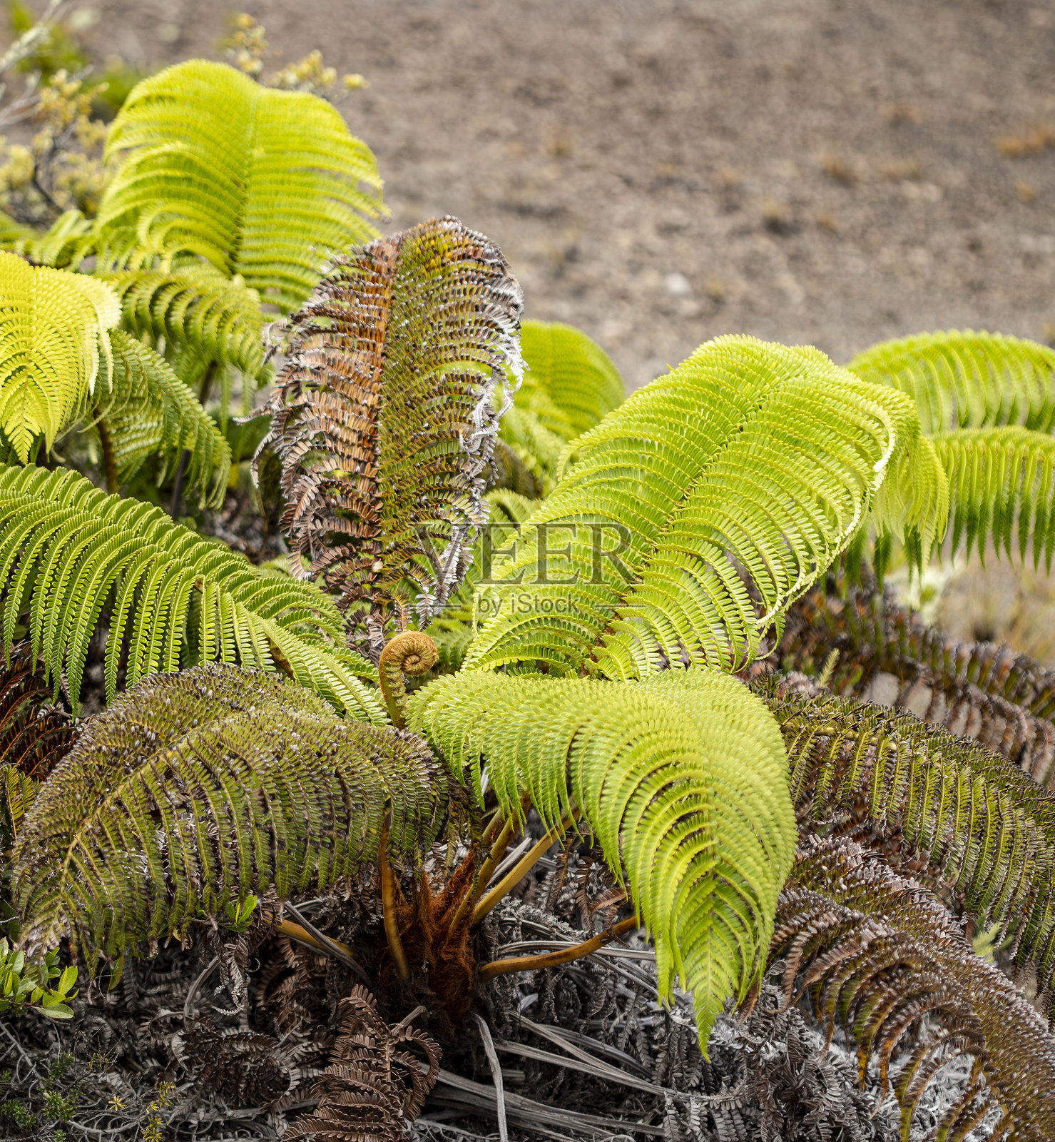 夏威夷火山国家公园中的生机勃勃的蕨类植物照片摄影图片
