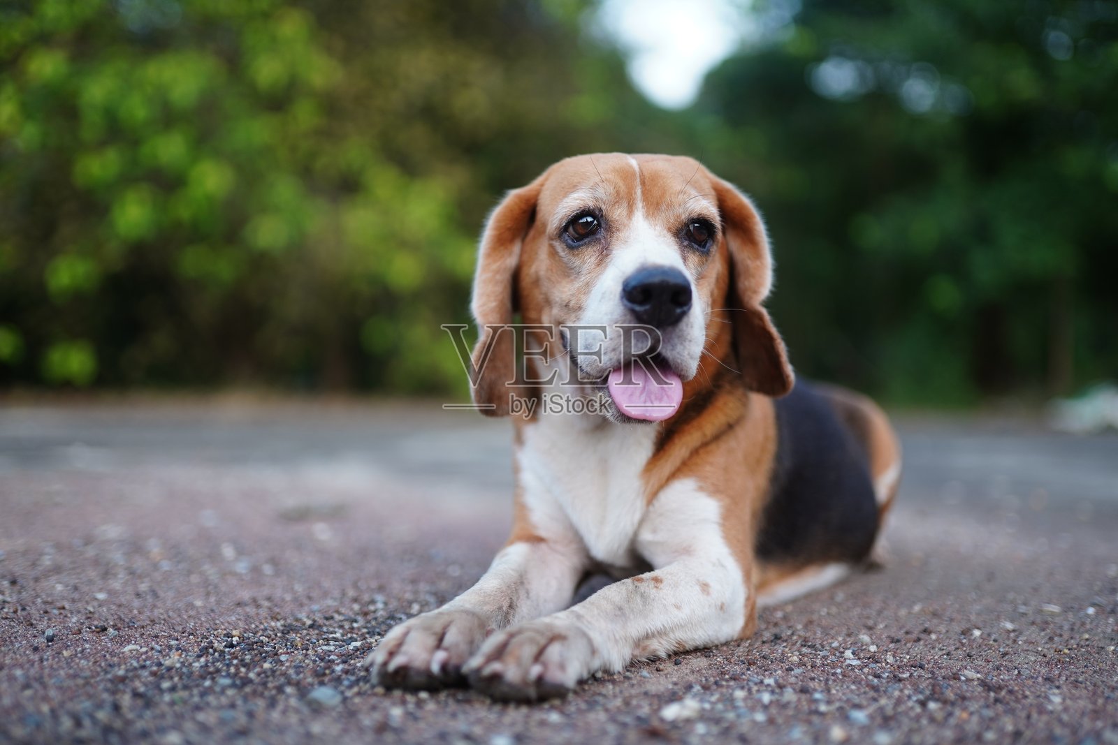可爱的三色比格犬卧在水泥地上。照片摄影图片