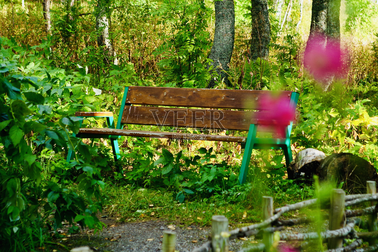 在夏日怀抱中的宁静长椅照片摄影图片