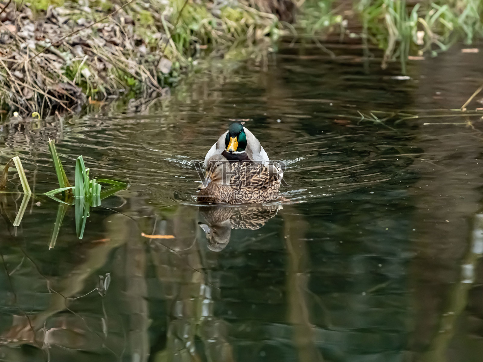 美丽地点中游泳的绿头鸭情侣。照片摄影图片