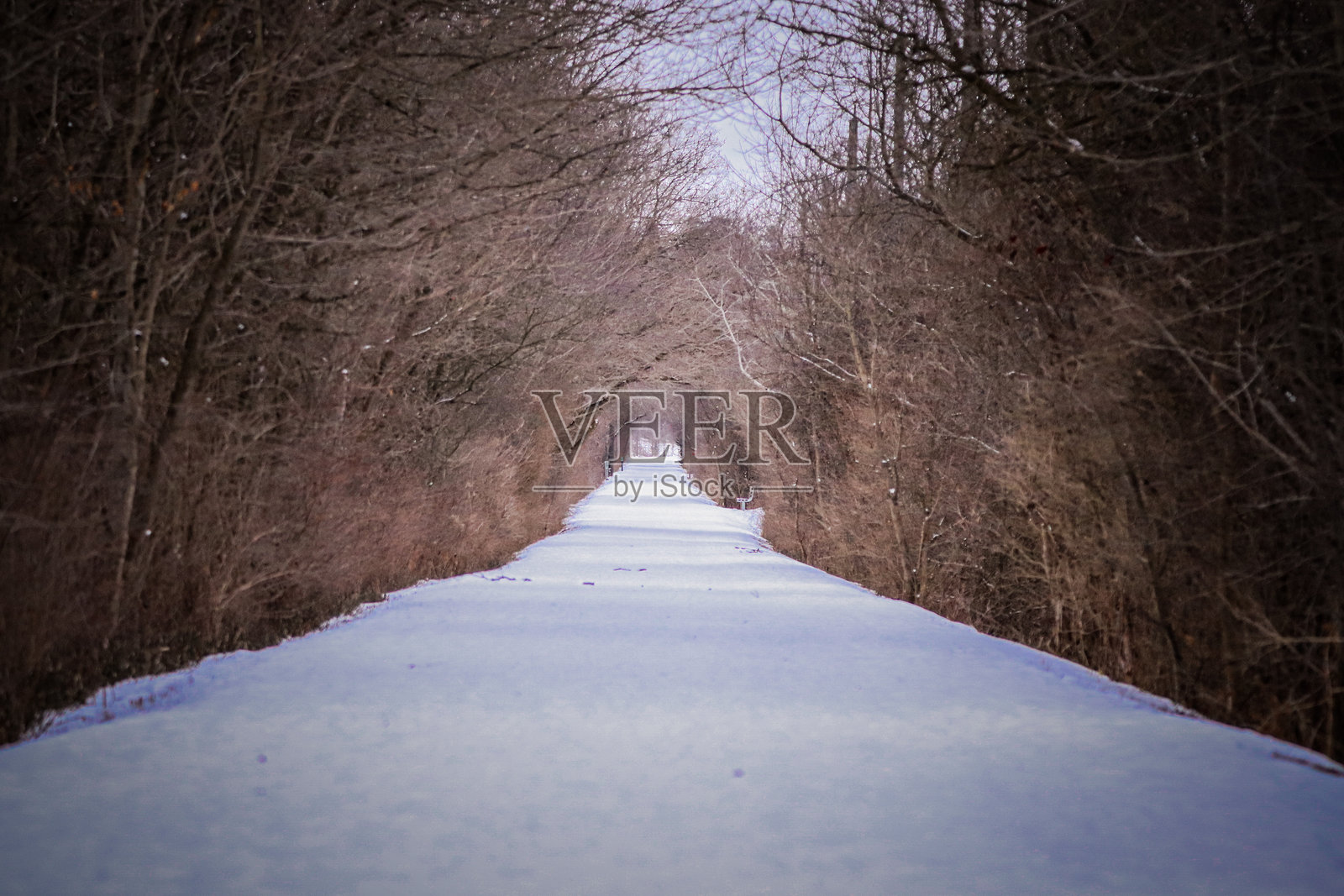 布兰特福德，安大略省的雪-covered林间小径。照片摄影图片