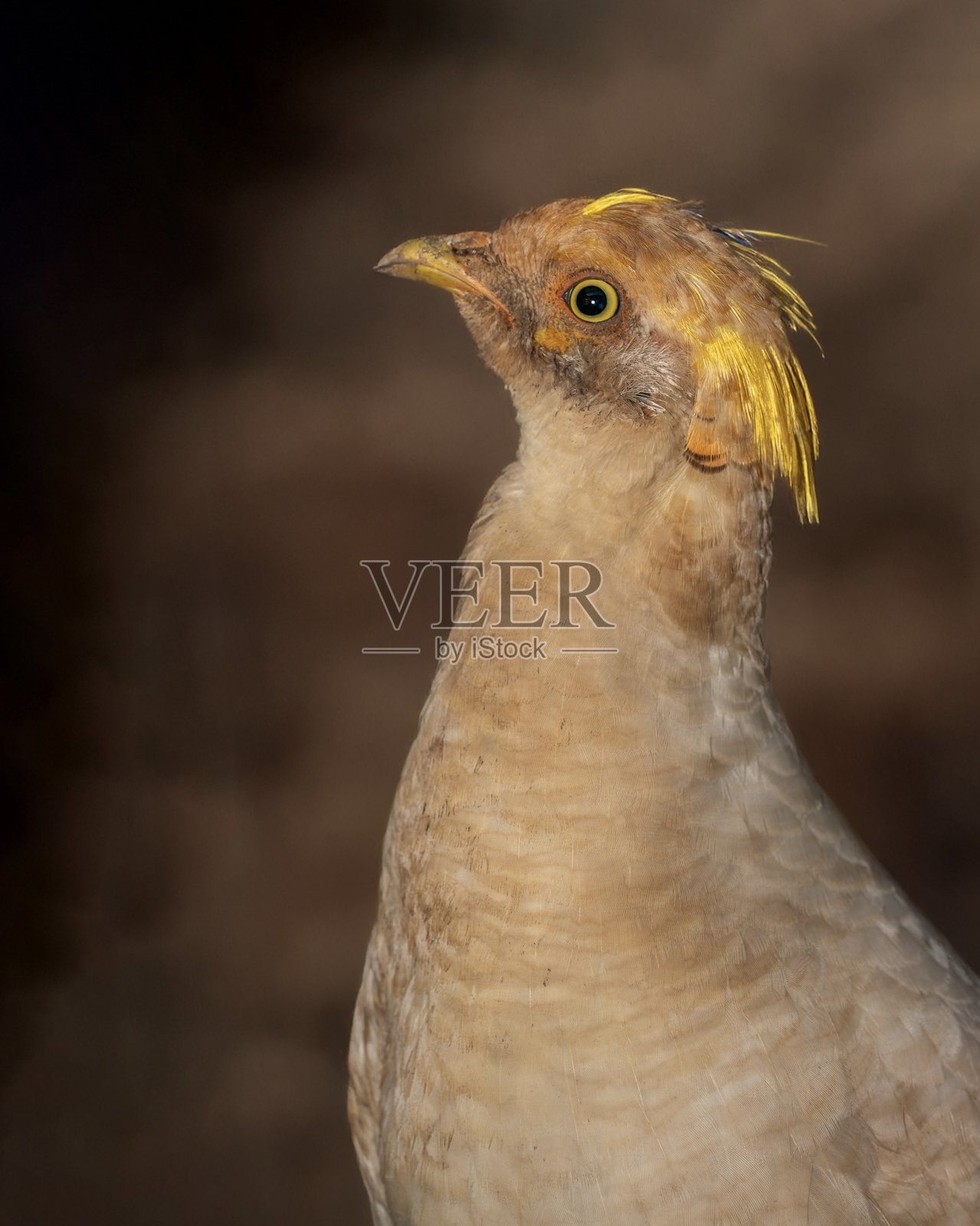 雄性金丝雀的肖像照片摄影图片