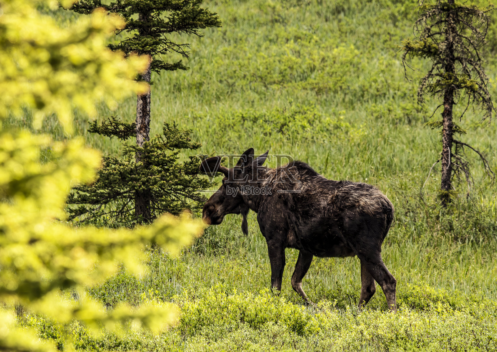 母驼鹿在郁郁葱葱的绿草地上觅食，周围有树木。照片摄影图片