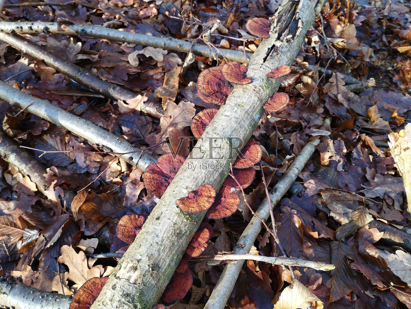 一群生长在树枝上的重叠伞菌，位于森林中树枝之间的落叶地面上。照片摄影图片