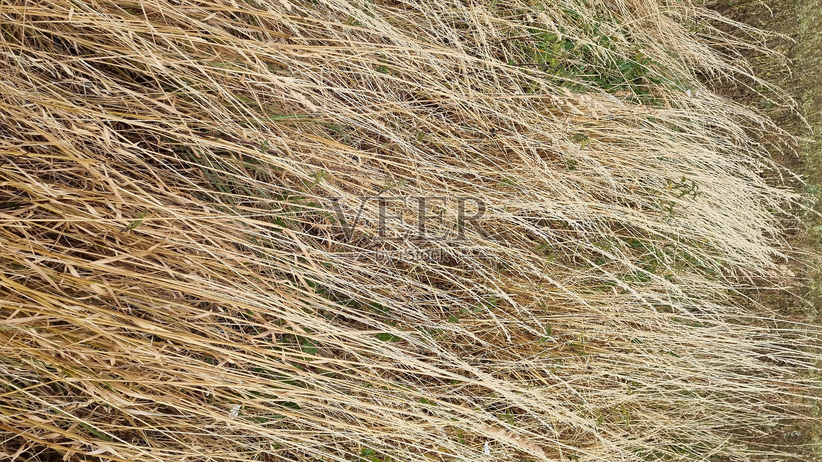长长的棕色草丛照片摄影图片