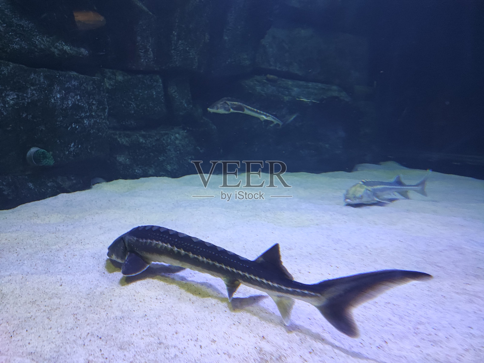 生活在海洋、海洋和湖泊中的鱼。水族馆和人工池塘中的不同种类的鱼。水的生命力。水族馆材料和装饰，装饰品，活植物，海绵水族馆，海洋鱼。照片摄影图片