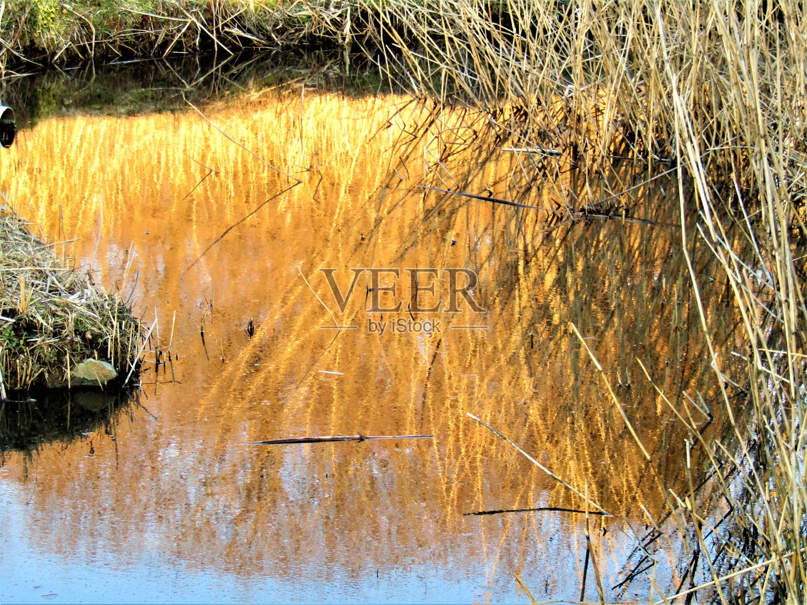日本。1月。池塘与去年的草。倒影。照片摄影图片