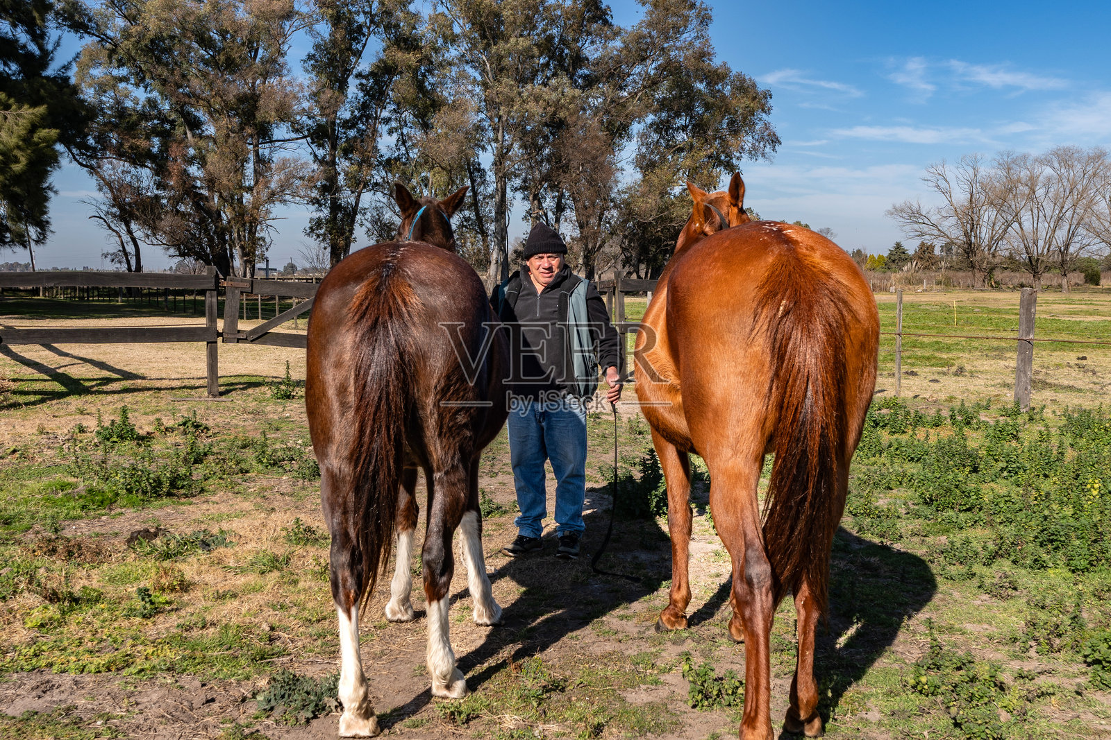 一位老年男子在马厩里牵着马的肖像照片摄影图片