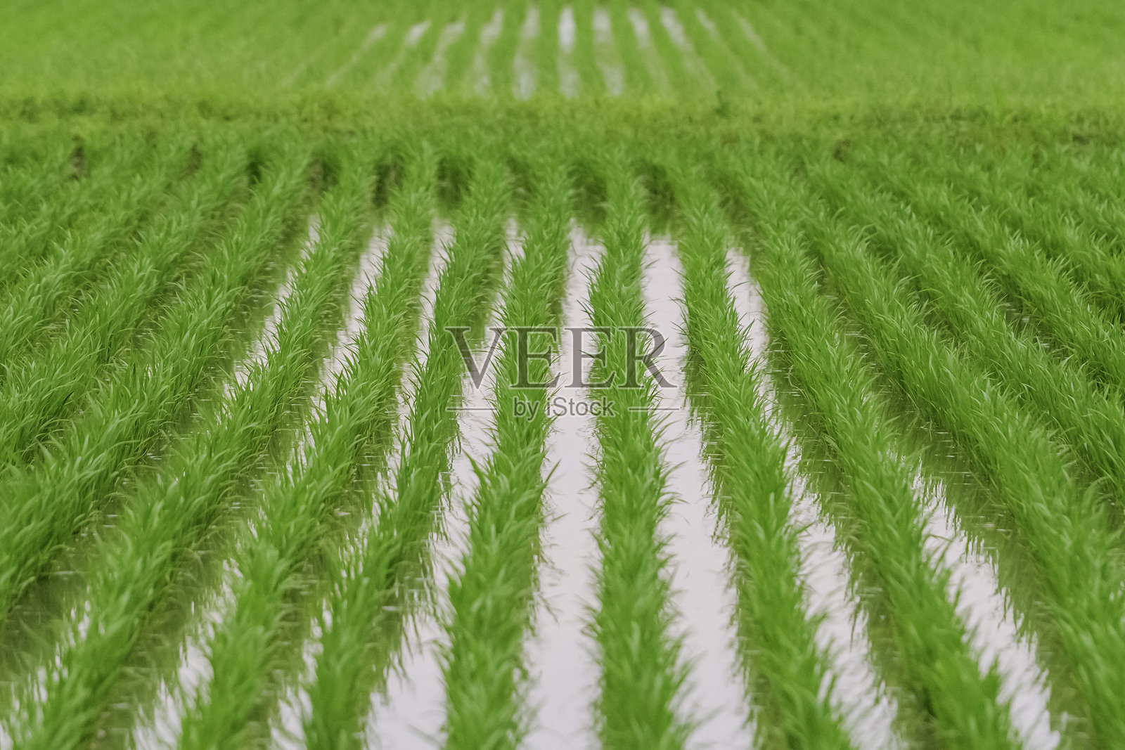 日本美丽的稻田照片摄影图片