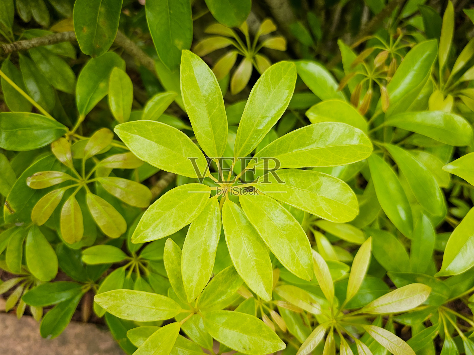 伞形树的叶子照片摄影图片