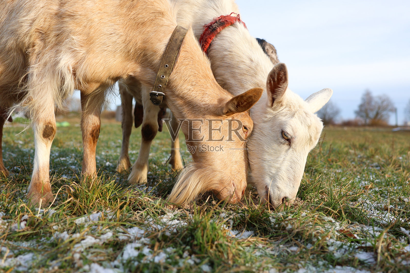 一群山羊在雪地里安静地吃草。照片摄影图片