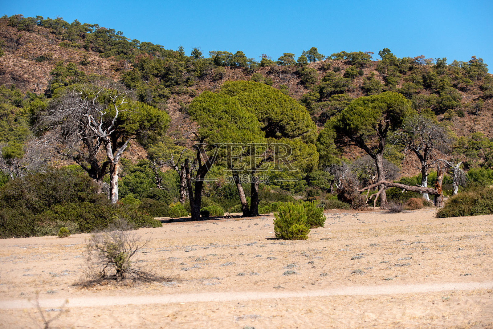 松树照片摄影图片