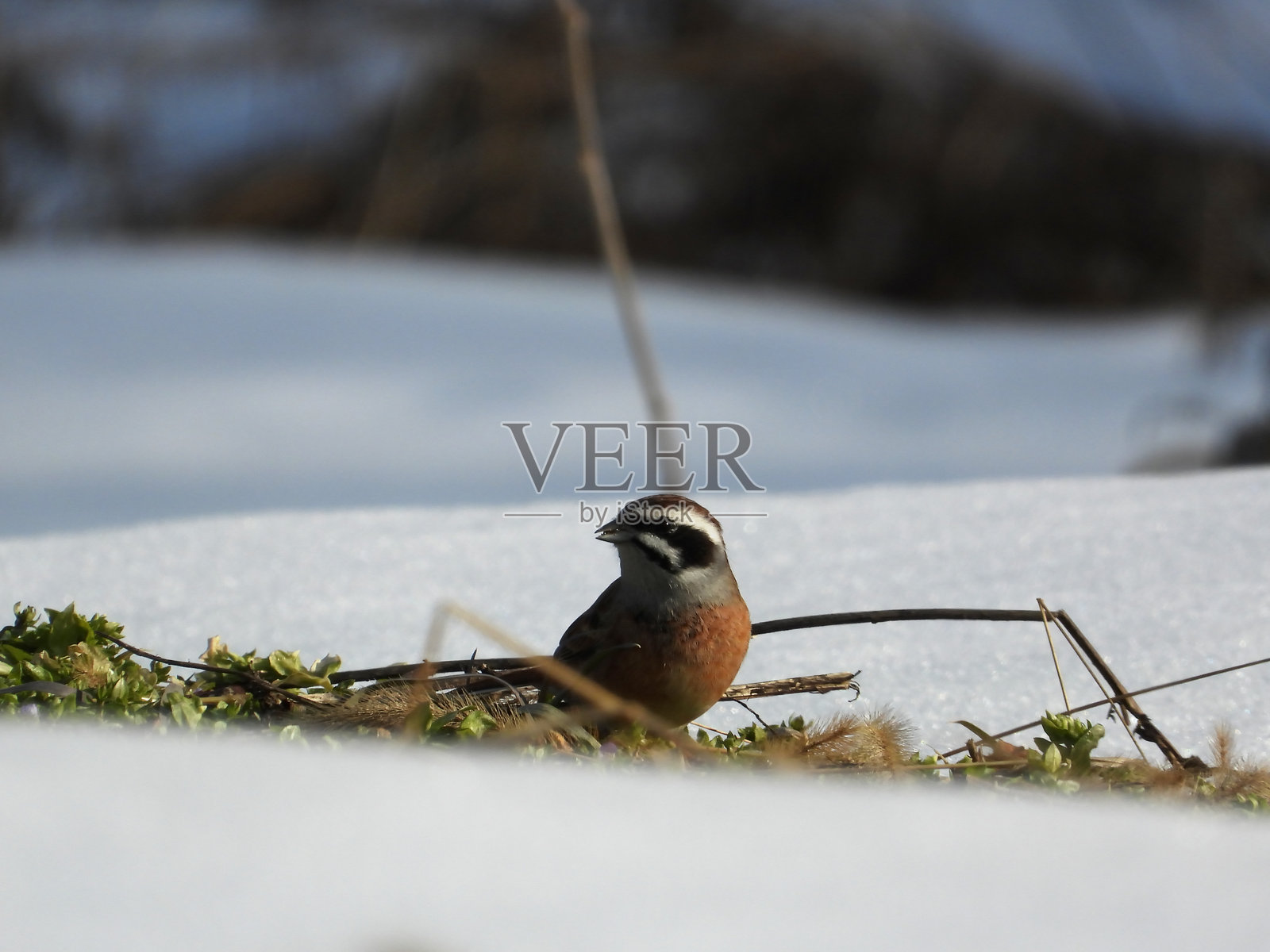 草地鹀照片摄影图片