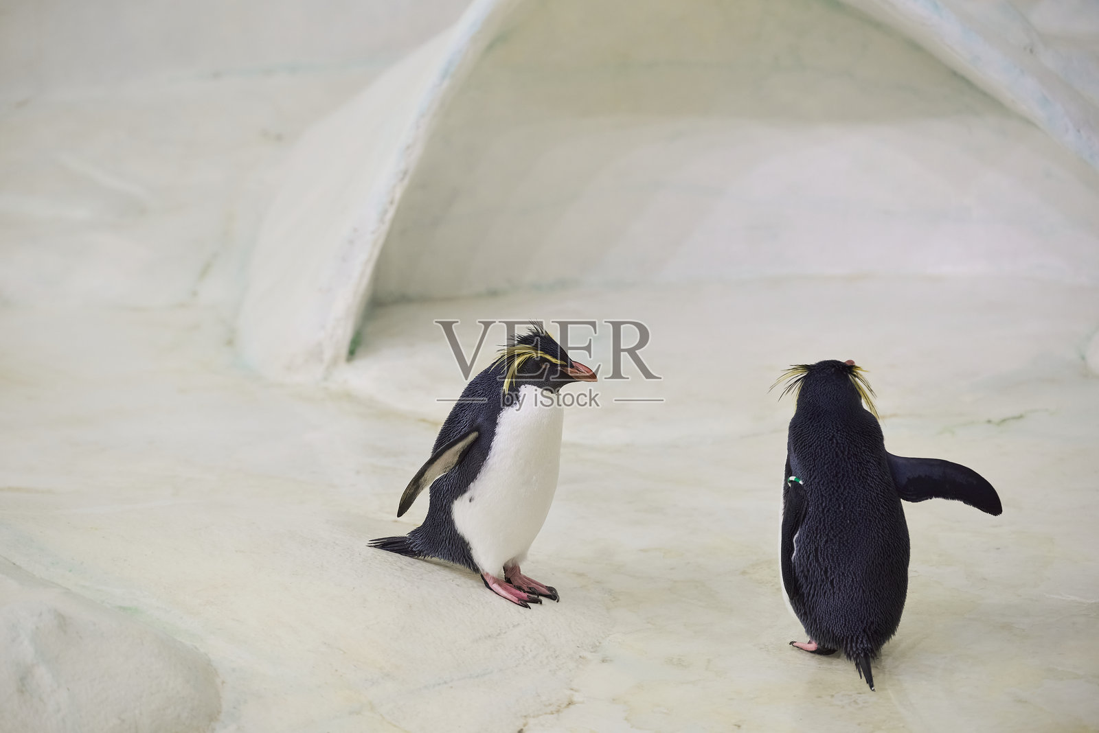 南方岩跳企鹅 Eudyptes chrysocome照片摄影图片