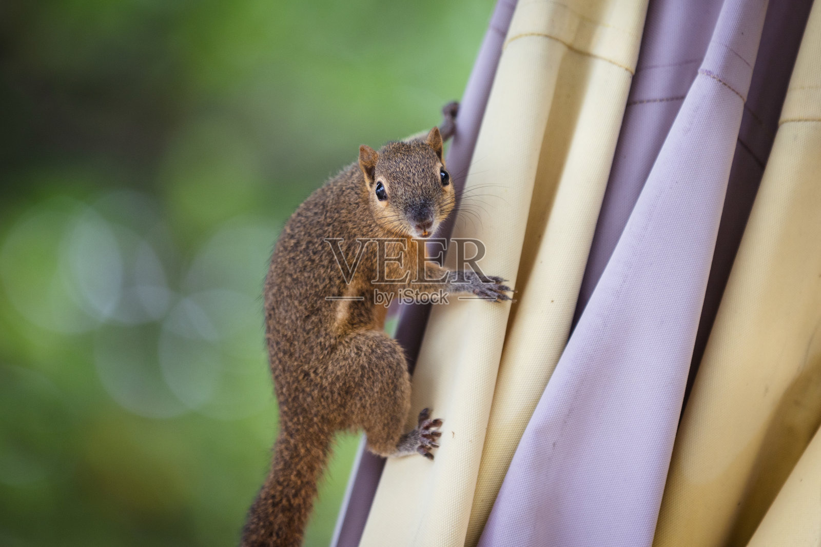 好奇的香蕉松鼠在沙滩伞上。照片摄影图片