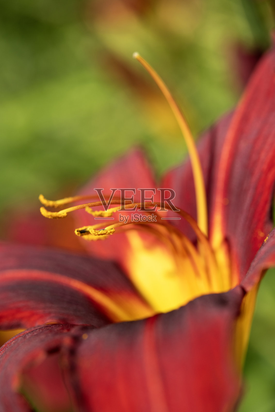 日百合特写照片摄影图片