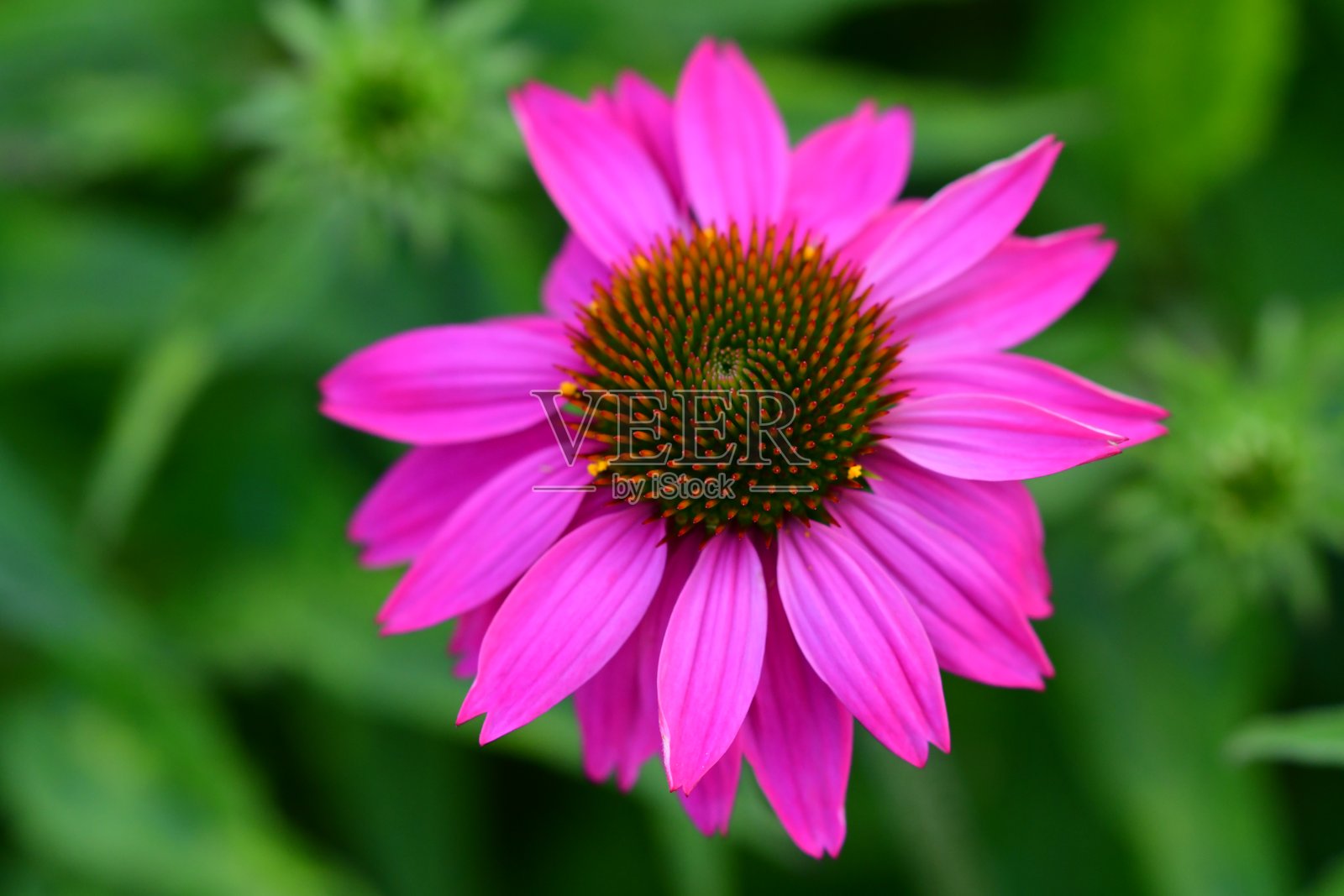 紫锥花：紫粉色的花瓣环绕着深棕色的中央锥体照片摄影图片