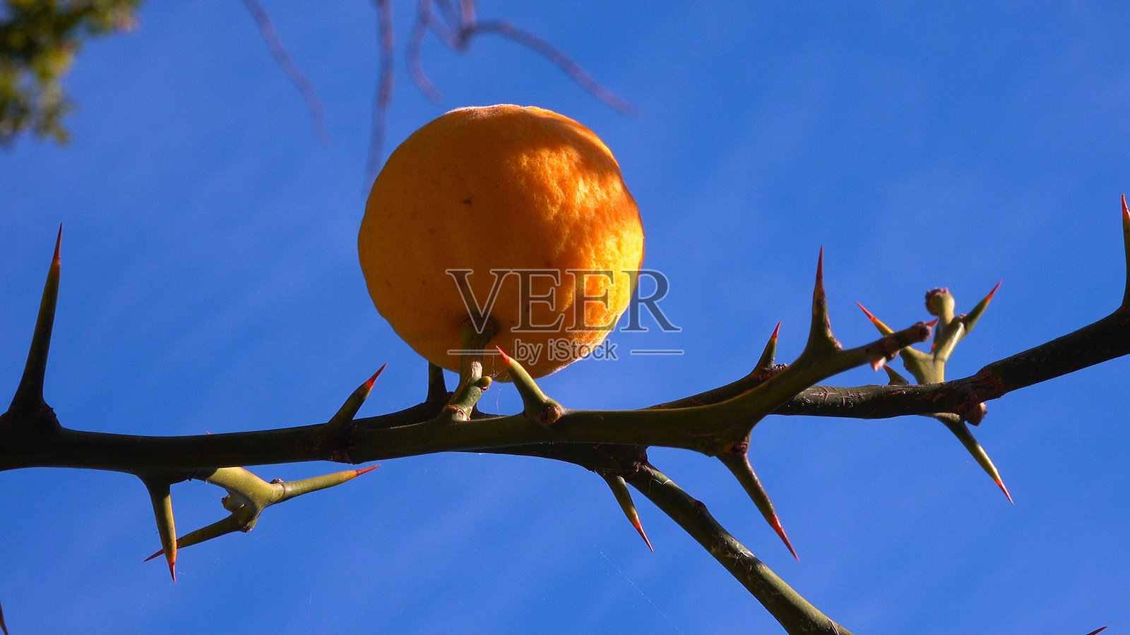 三叶橙，三叶柑 - 蓝天背景下花园中带籽的黄色可食用水果照片摄影图片