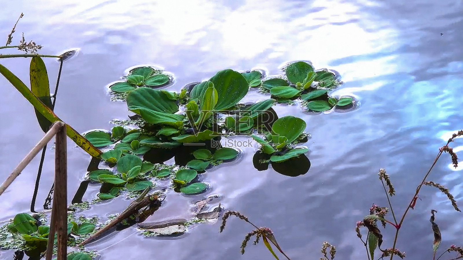 漂浮在静止池塘中的水生植物浮萍照片摄影图片