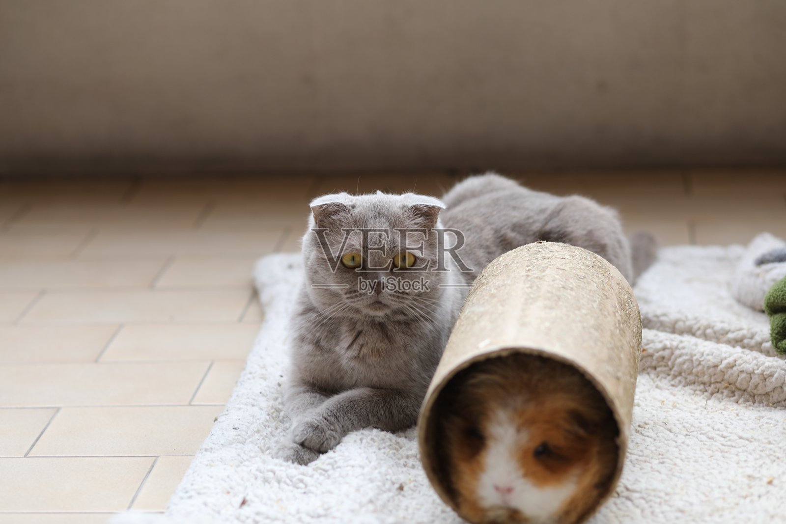 猫与豚鼠照片摄影图片