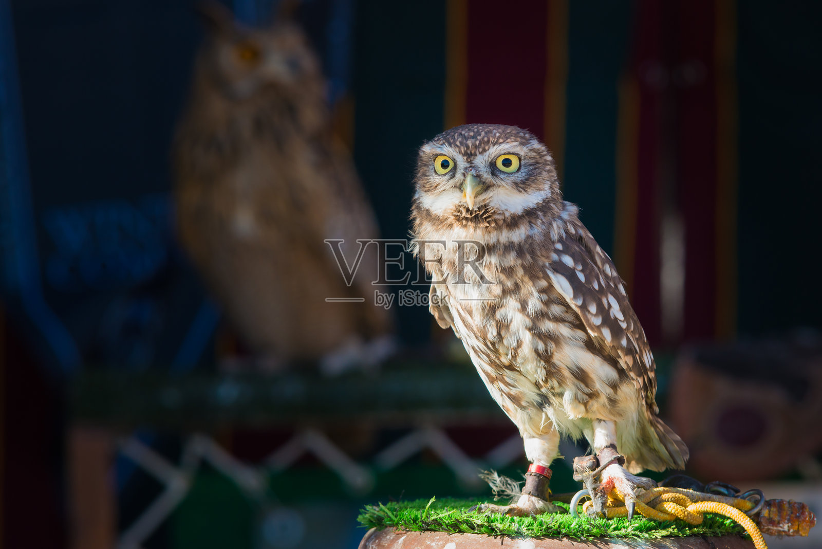 小鸮或称为“莫丘洛”，带有文本空白区域照片摄影图片