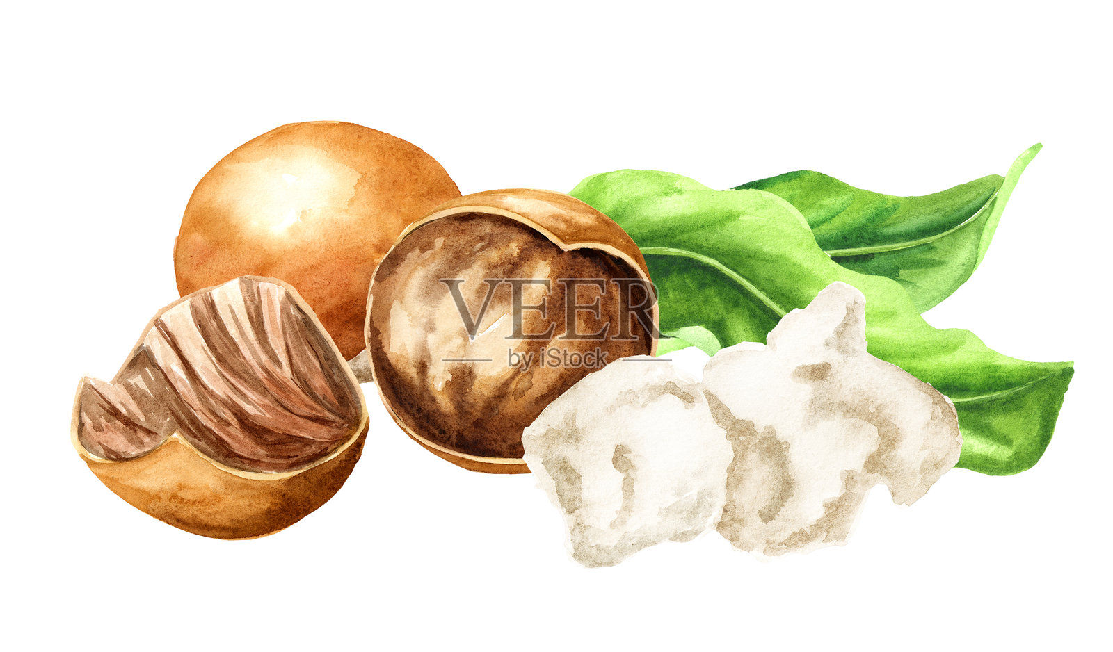 带有黄油和绿叶的乳木果，水彩手绘插图，背景为白色。插画图片素材