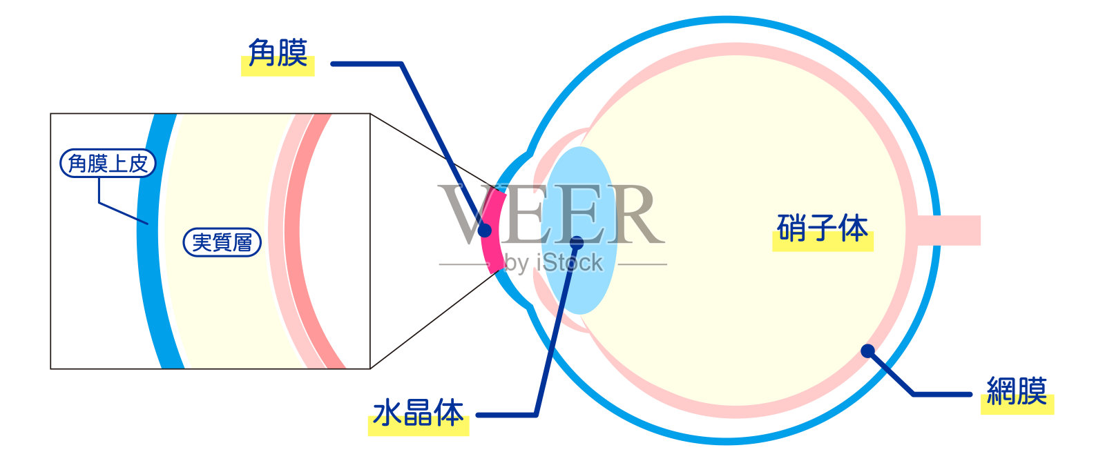 眼睛结构图-日文-（包括角膜、玻璃体和视网膜的横截面）插画图片素材