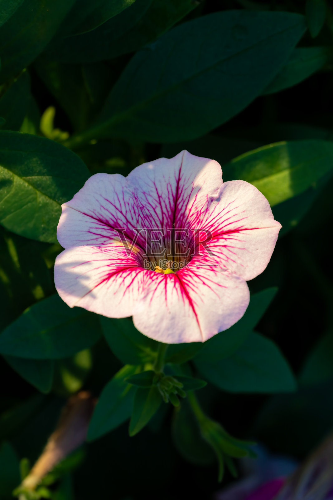美丽的粉色长春花特写。照片摄影图片