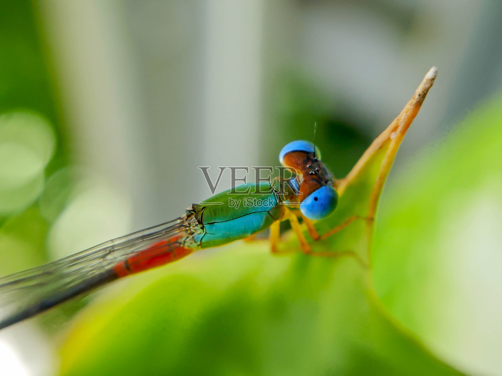 一只美丽多彩的蜻蜓栖息在叶子上照片摄影图片