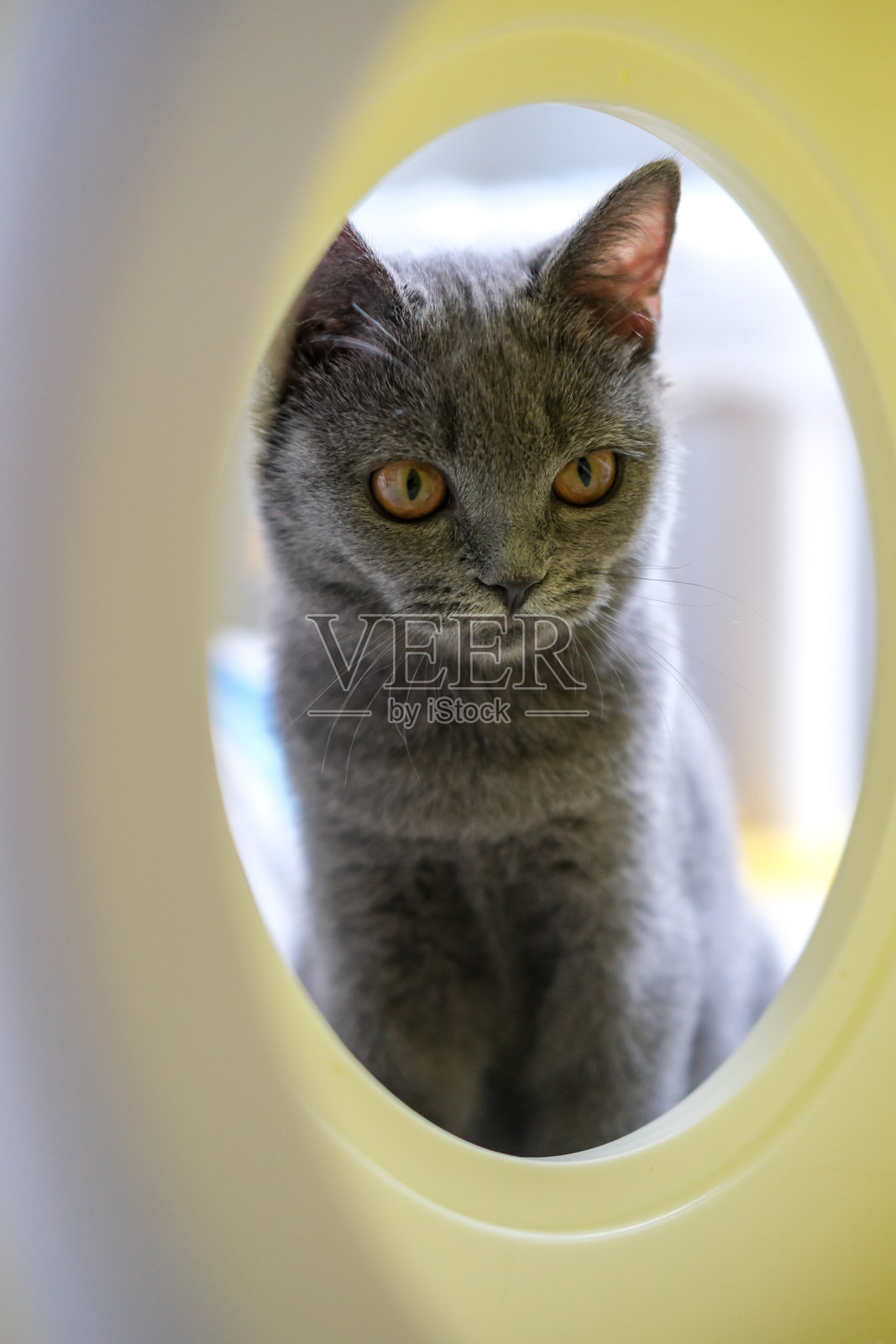 3个月大的英国蓝猫，英国短毛猫，在猫舍里四处张望。照片摄影图片