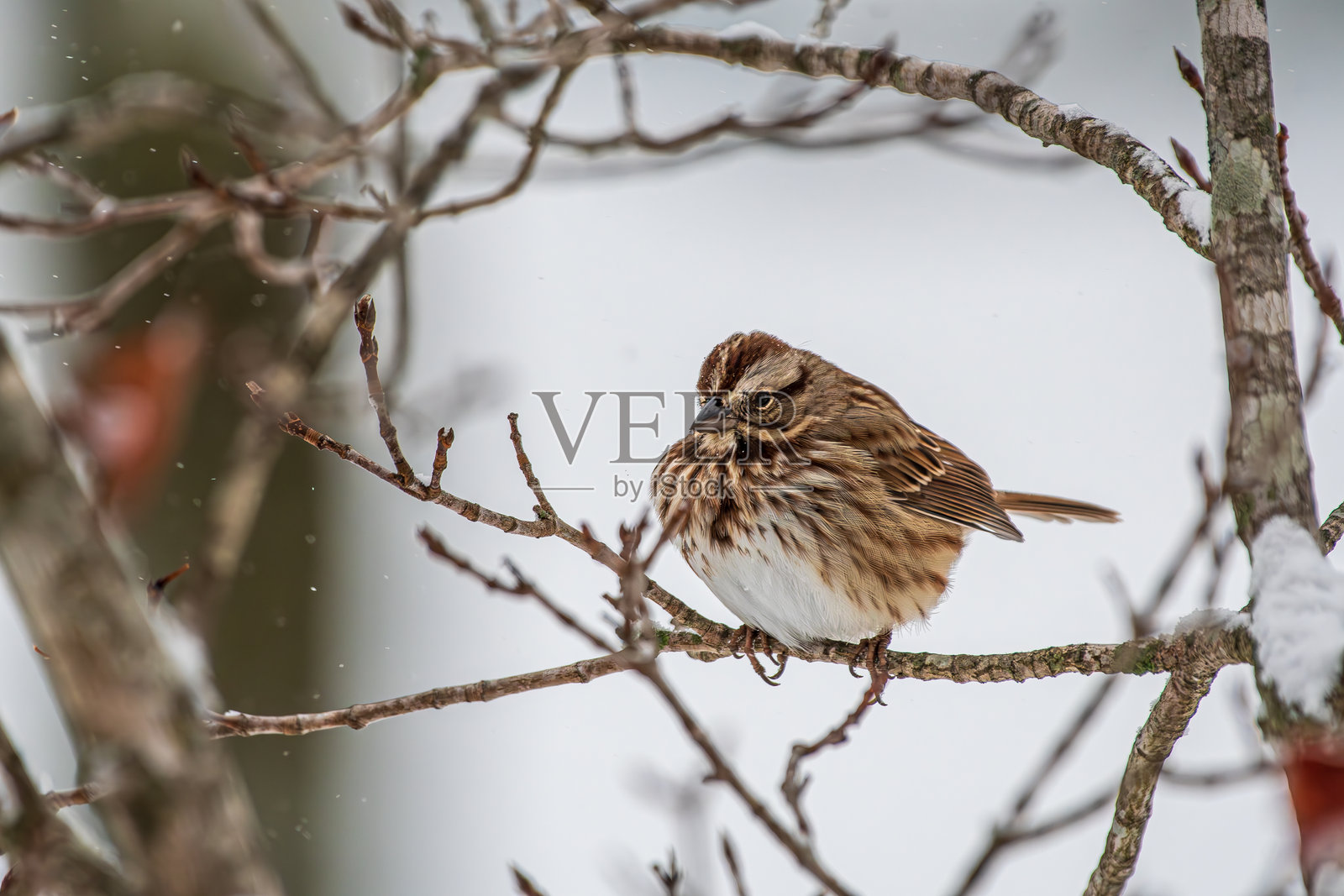 蓝鸟栖息在雪-covered树枝上照片摄影图片
