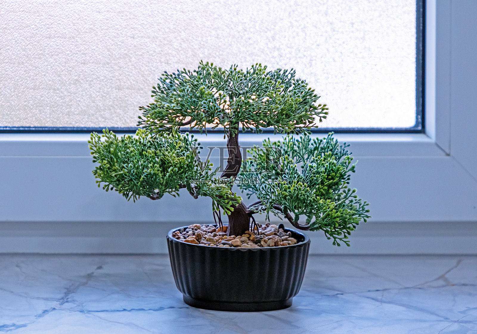 盆栽常青植物照片摄影图片