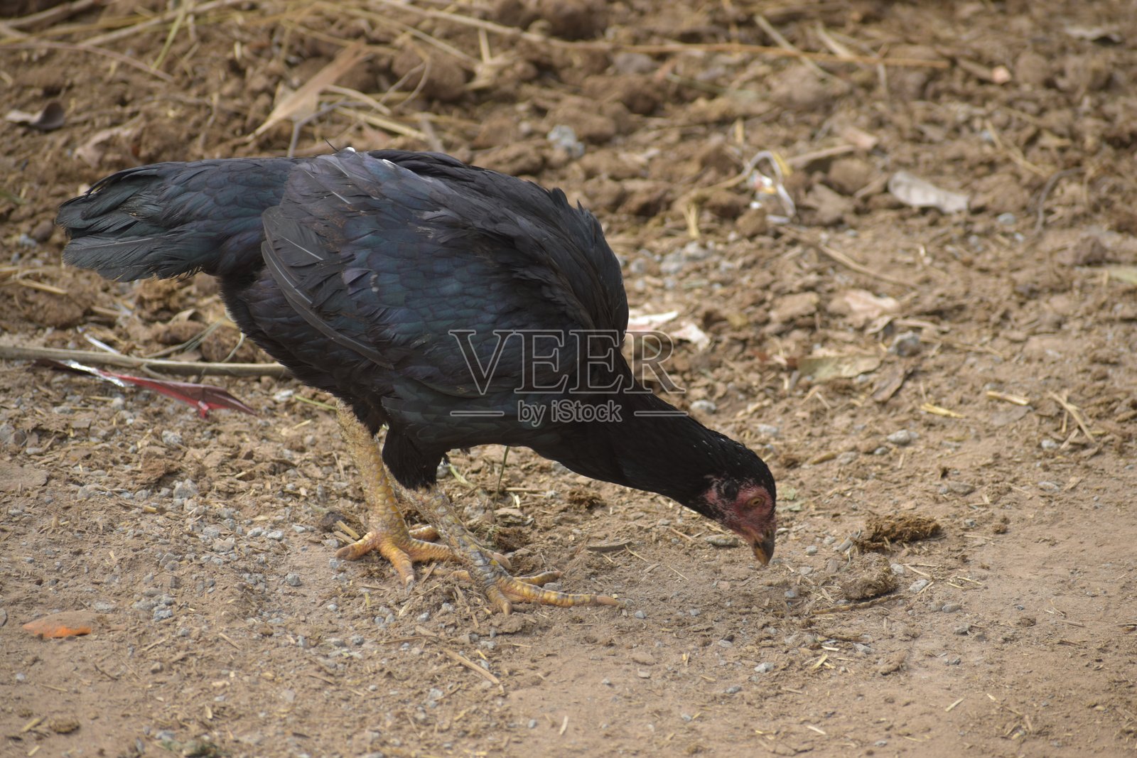 鸡鸟照片摄影图片