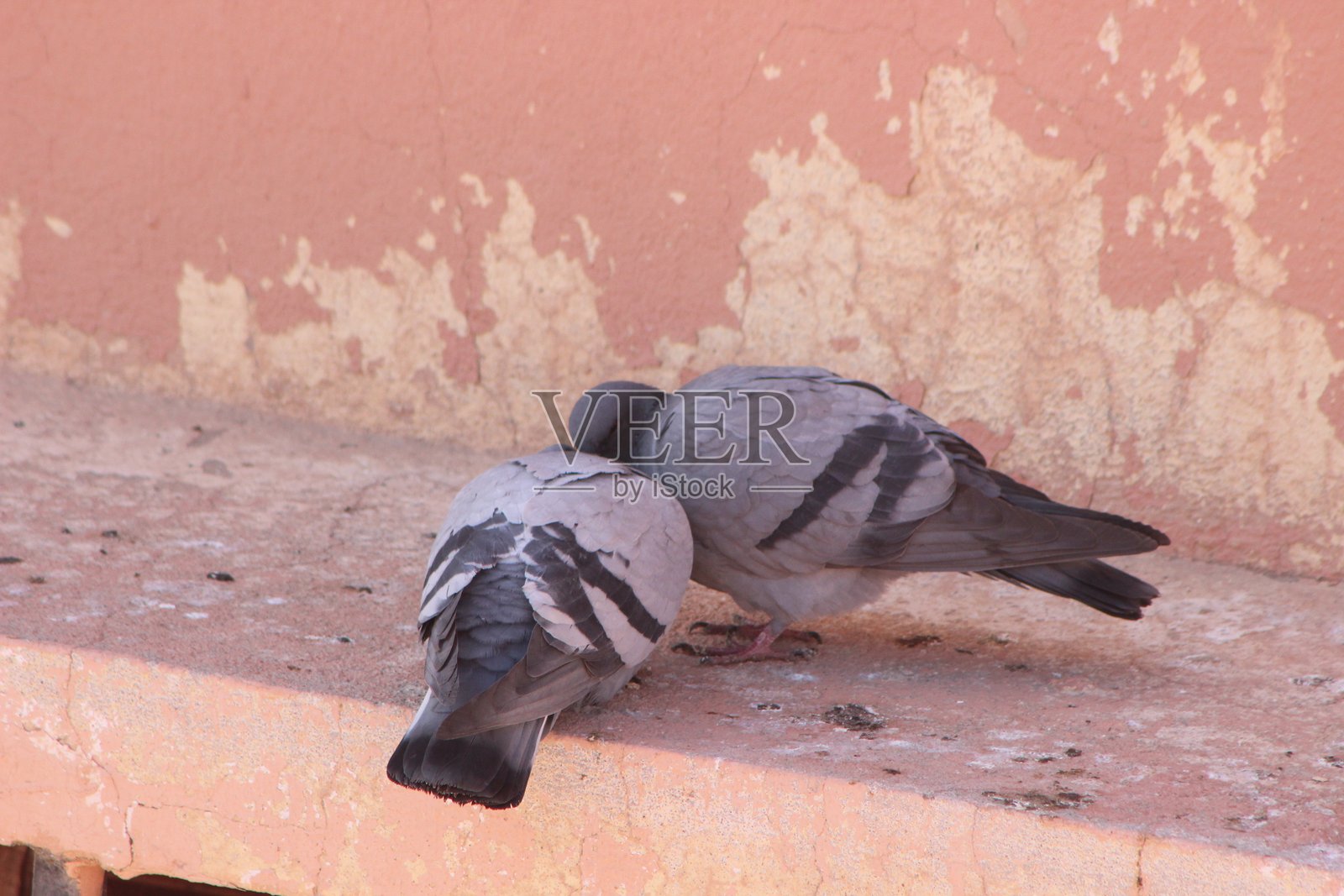 两只相爱的灰鸽照片摄影图片