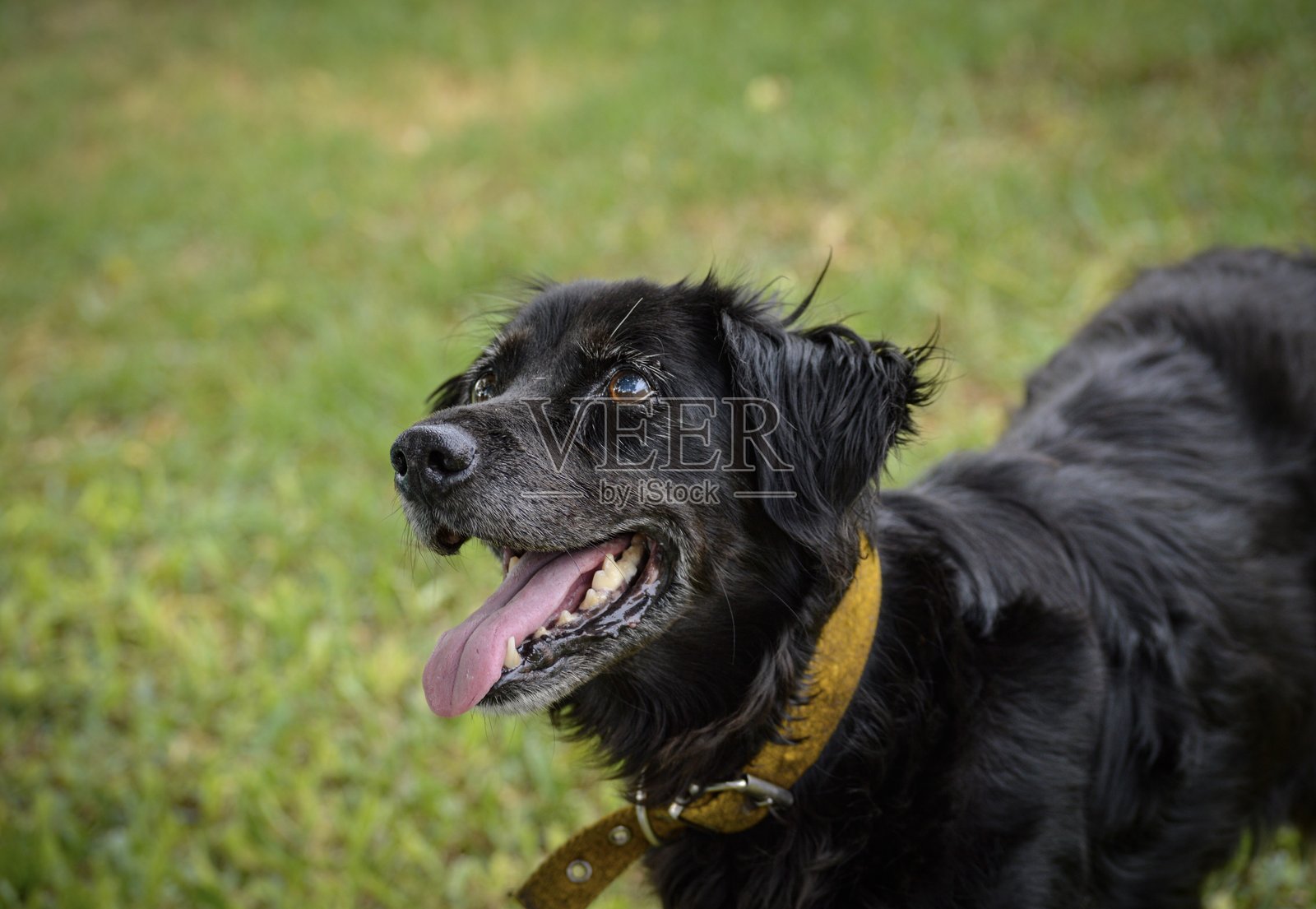 黑色拉布拉多犬照片摄影图片