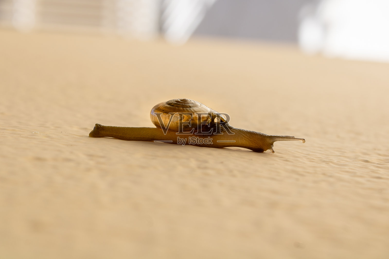 小蜗牛（Macrochlamys indica）在墙上爬行的特写镜头照片摄影图片