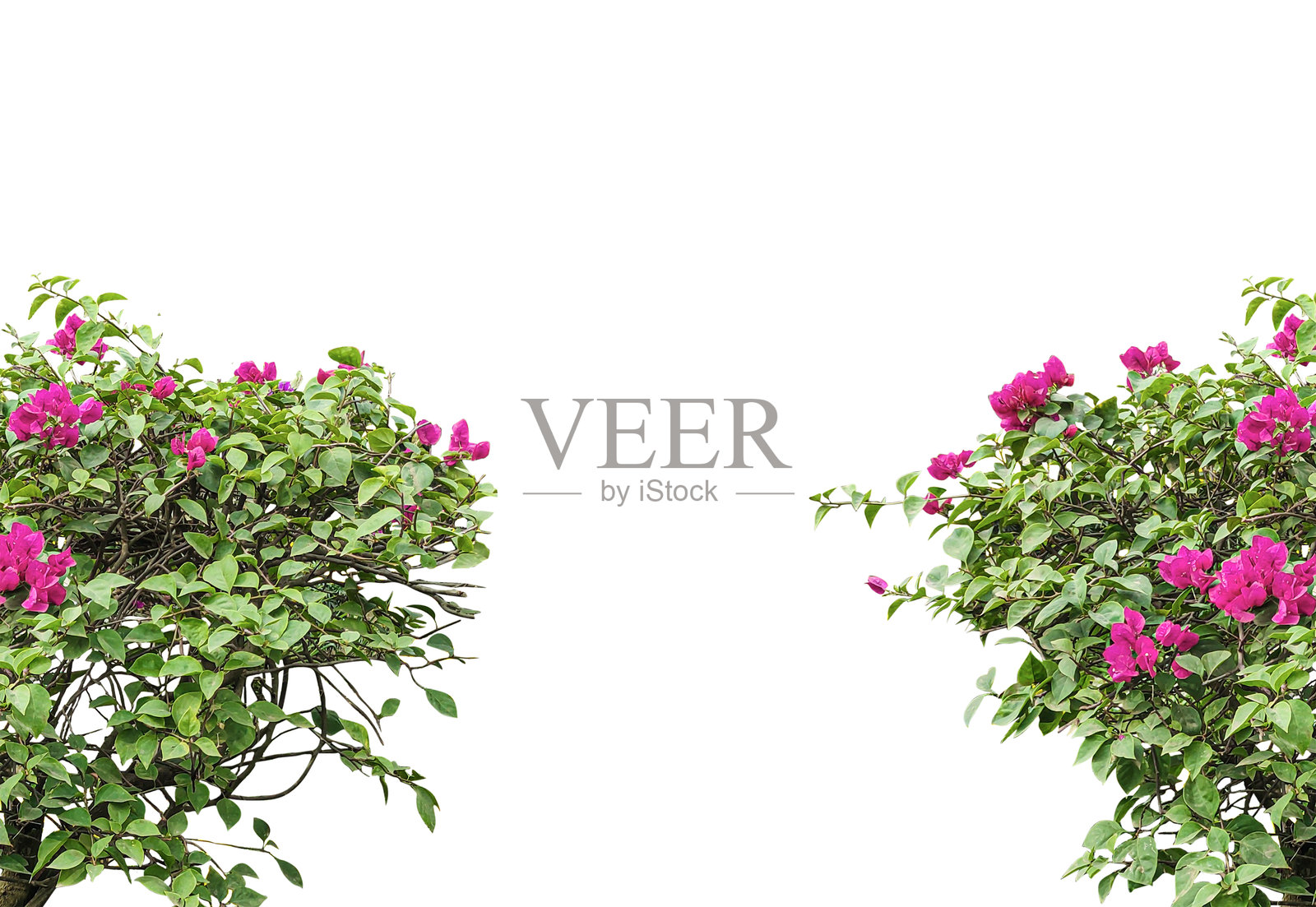 两朵粉色花朵在树上盛开，粉色的九重葛灌木树叶框架，花束，紫丁香花束。照片摄影图片