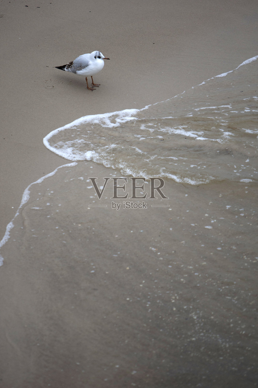 海鸥照片摄影图片