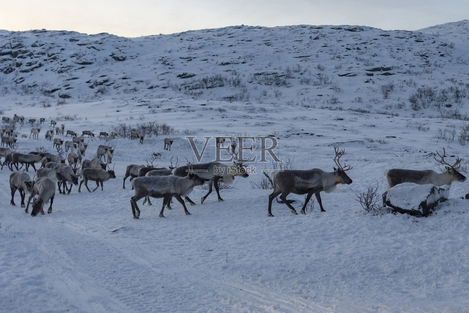 驯鹿照片摄影图片