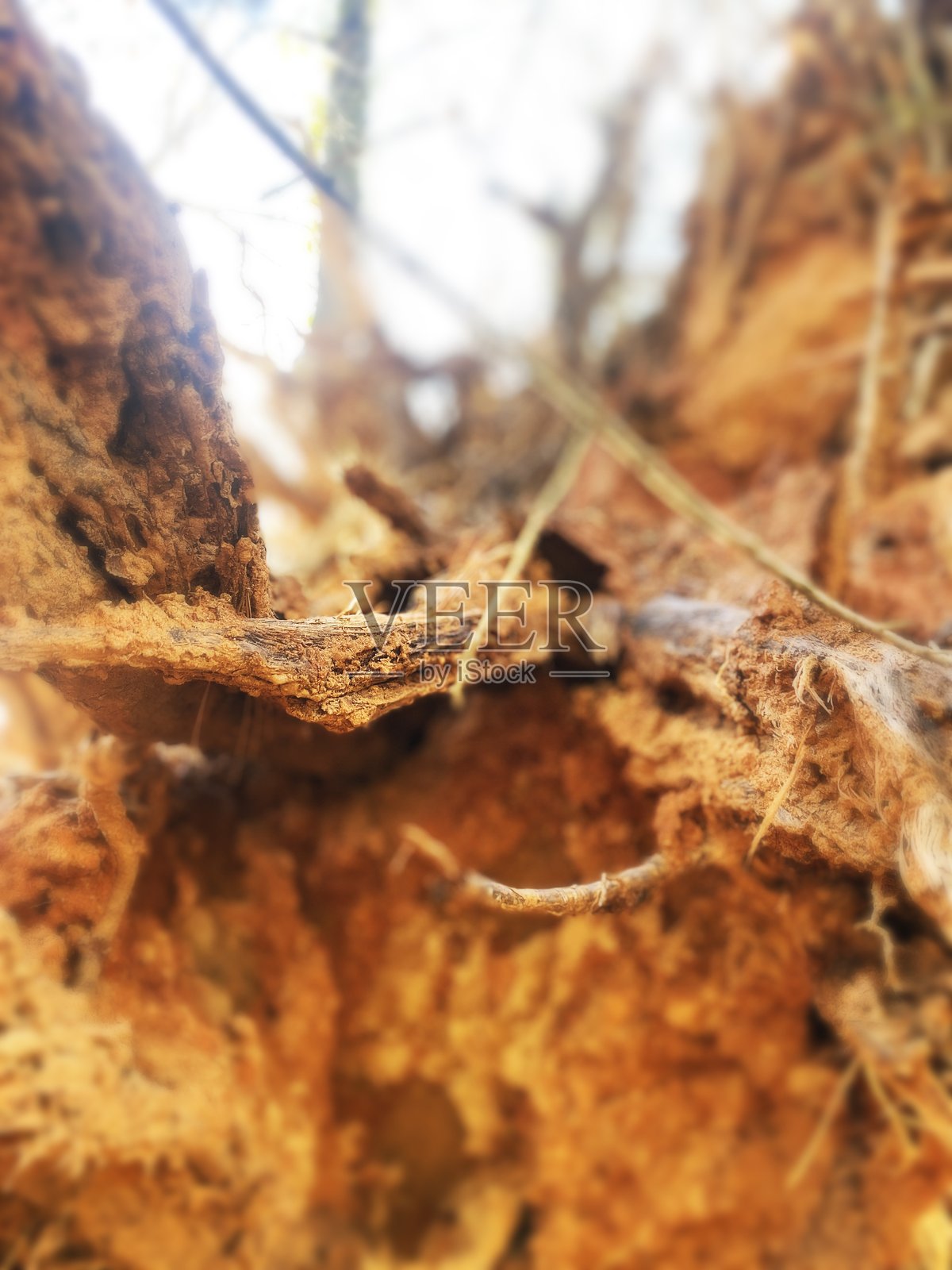 翻倒树木暴露的树根照片摄影图片