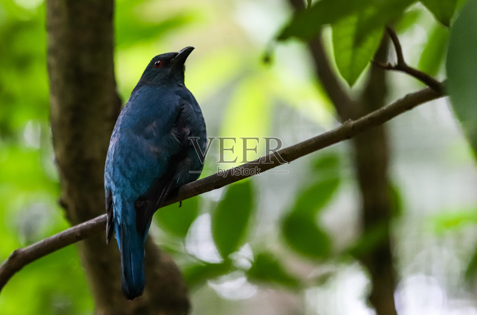 新加坡动物园照片摄影图片