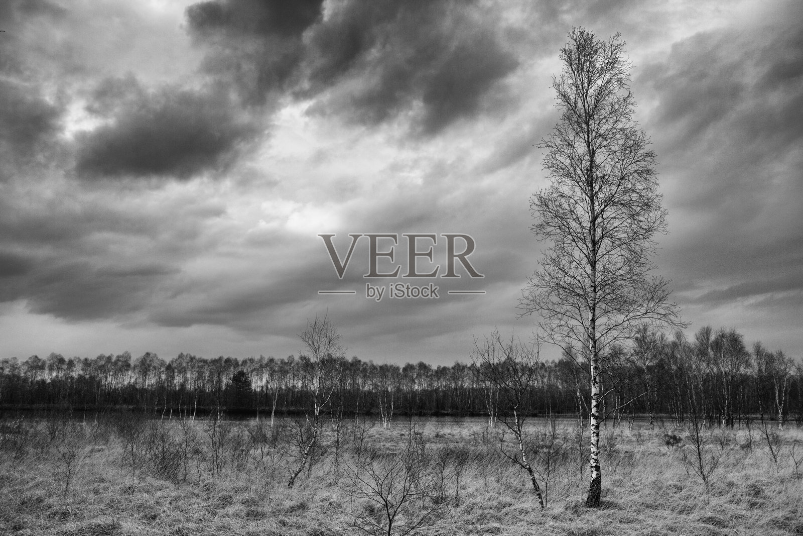 黑白色的沼泽地景观照片摄影图片