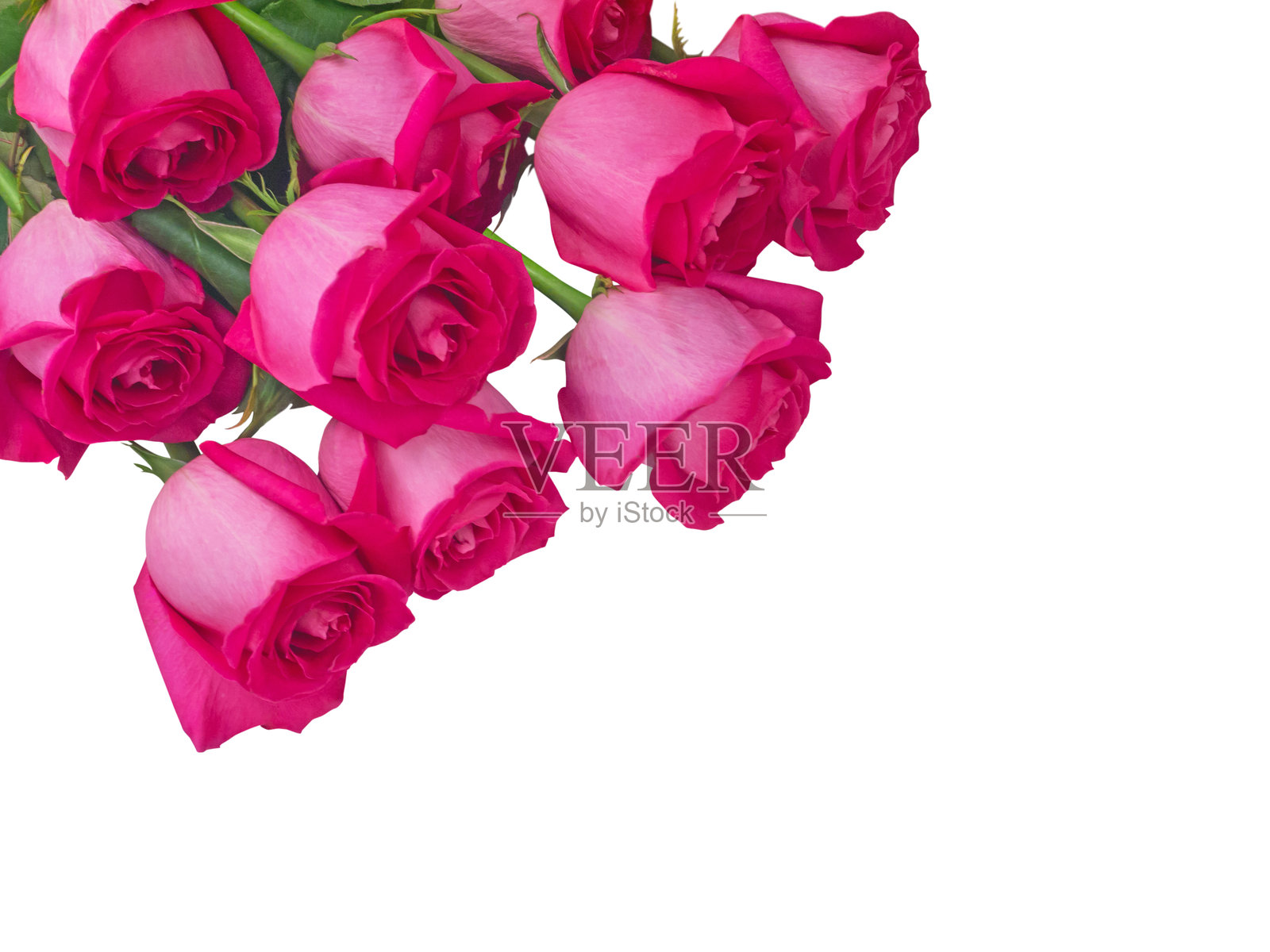 明亮的粉色玫瑰花束孤立在白色背景的角落里照片摄影图片